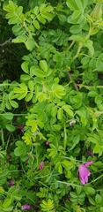 Rosa rugosa