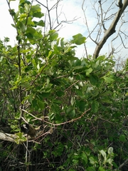 Styrax officinalis
