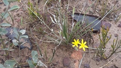Hypoxis argentea argentea