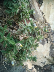 Podonosma orientalis