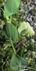 Lathyrus aphaca