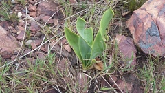 Cyrtanthus obliquus