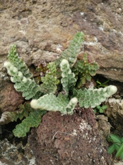 Cosentinia vellea