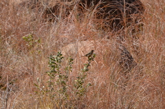 Cisticola aberrans