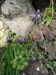 Muscari commutatum