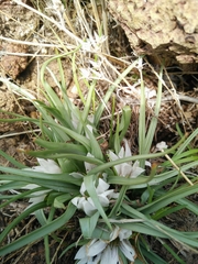 Colchicum palaestinum