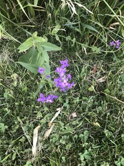 Hesperis matronalis