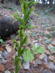 Platanthera brevifolia