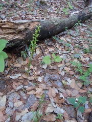 Platanthera brevifolia