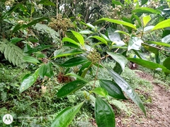 Miconia glaberrima