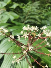 Maianthemum
