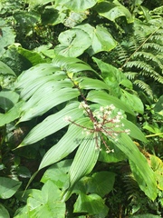 Maianthemum