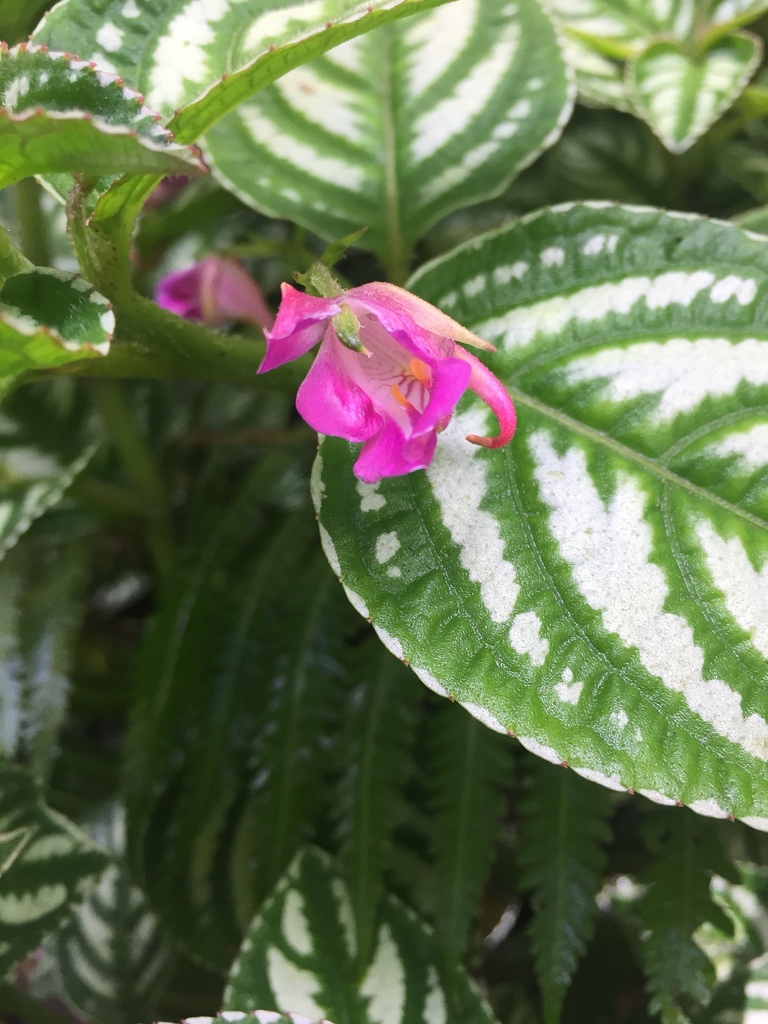Marian's impatiens