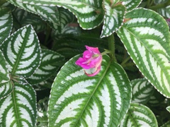 Impatiens marianae