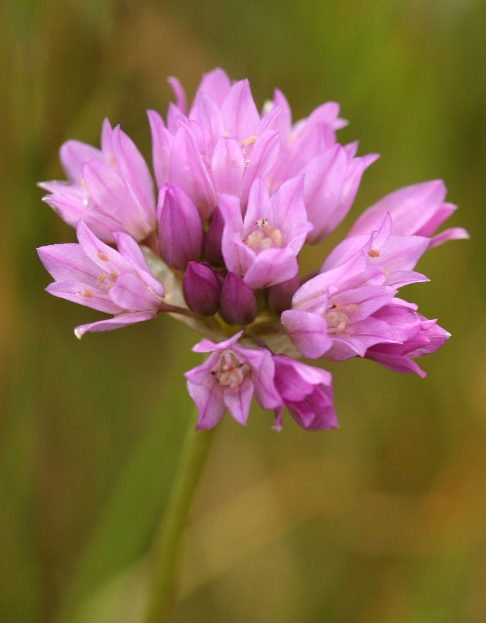 Allium serra