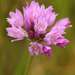 Allium serra - Photo (c) Philip Bouchard,  זכויות יוצרים חלקיות (CC BY-NC-ND)