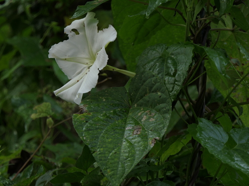 Ipomoea alba