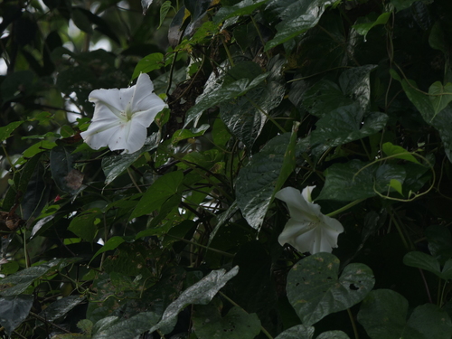 Ipomoea alba
