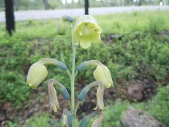 Prochnyanthes mexicana