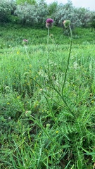 Carduus hamulosus