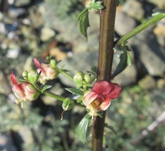 Scrophularia lucida