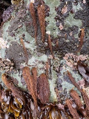 Gloiosiphonia verticillaris