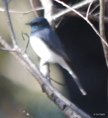 Myiagra cyanoleuca