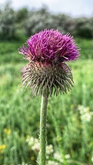 Carduus hamulosus