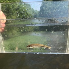 Erimystax dissimilis