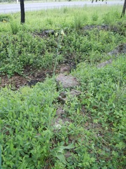 Prochnyanthes mexicana