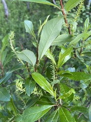Salix divaricata