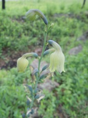Prochnyanthes mexicana