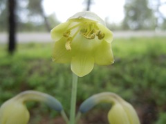 Prochnyanthes mexicana