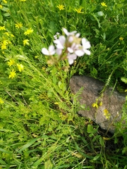Erucaria hispanica