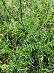 Carduus hamulosus
