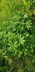 Lupinus polyphyllus