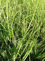 Tracheophyta