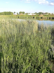 Tracheophyta