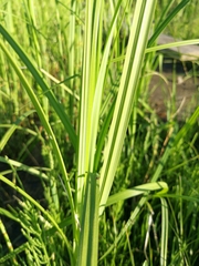 Tracheophyta