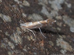 Cameraria conglomeratella