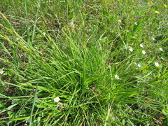 Carex punctata