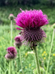 Carduus hamulosus