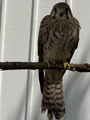 Falco sparverius