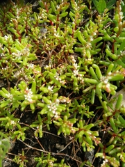 Sedum microcarpum