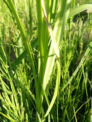 Tracheophyta