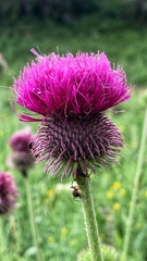 Carduus hamulosus