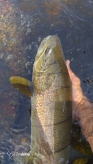 Salmo marmoratus