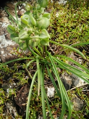 Muscari commutatum
