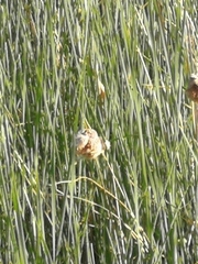 Tracheophyta