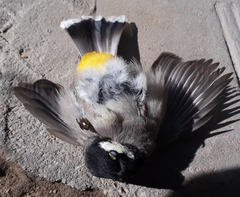 Pycnonotus leucotis
